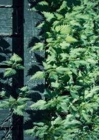 玉枝是什么意思