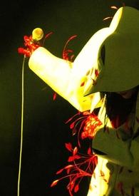 避风港是什么生肖